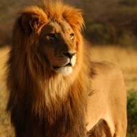 Körutazás Kenyában - Szafarik - Nagyvadak - Óceánpart 13 napos körút kenya safarival