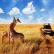 Serengeti szafari program pihenéssel Zanzibár szigetén - 2027. január