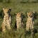 Szafari Észak-Tanzánia nemzeti parkjaiban és nyaralás a mesés Zanzibáron 2023.02.17-28.