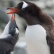 Expedíciós hajóút az Antarktiszra - albatroszok, bálnák, fókák és pingvinek 2024.01.19-02.03.