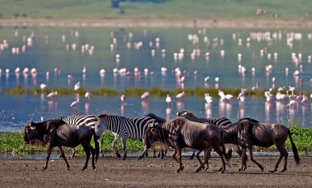 Tarangire & Manyara tó & Ngorongoro kráter & Natron tó Nemzeti Park Szafari, nyaralással Zanzibáron 