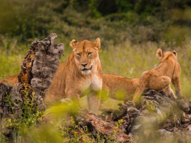 Serengeti & Ngorongoro & Tarangire Nemzeti Park Szafari, nyaralással Zanzibáron 