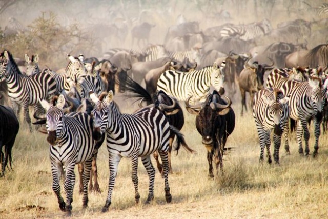 Szafari Észak-Tanzániában a nagy állatvándorlás idején és nyaralás Zanzibáron- 2024.08.18-29.