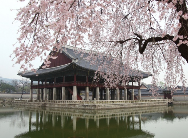 Cseresznyevirágzás Dél-Koreában