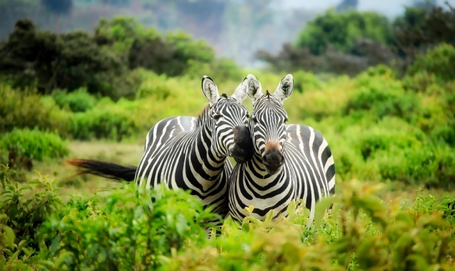 Kenya - Szafarik és pihenés